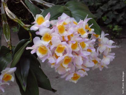 Orchidalia w Oranerii
