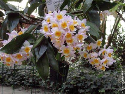 Orchidalia w Oranerii
