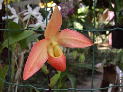 Orchidalia w Oranerii
