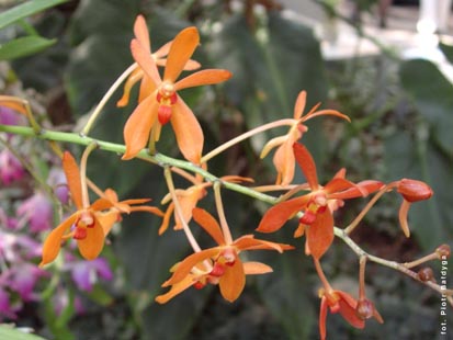 Orchidalia w Oranerii
