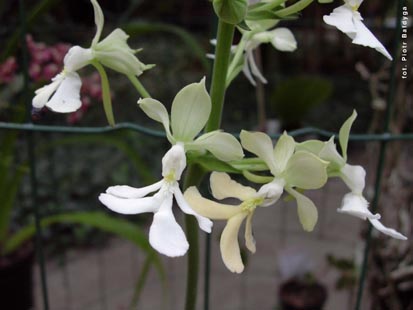 Orchidalia w Oranerii
