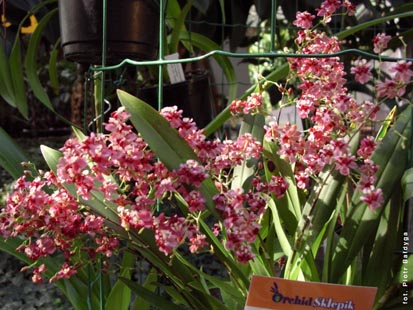 Orchidalia w Oranerii
