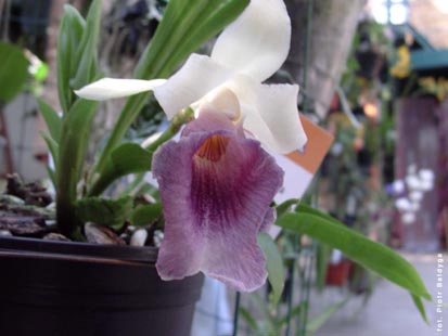 Orchidalia w Oranerii
