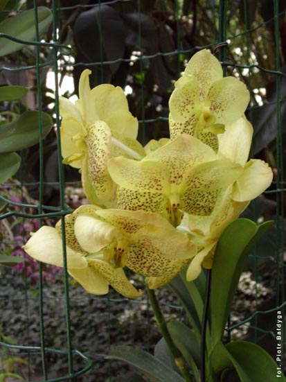 Orchidalia w Oranerii
