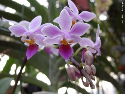 Orchidalia w Oranerii
