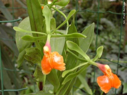 Orchidalia w Oranerii
