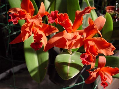 Orchidalia w Oranerii
