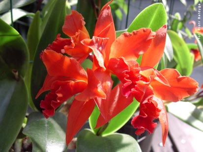 Orchidalia w Oranerii
