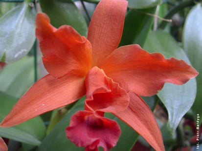 Orchidalia w Oranerii
