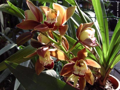 Orchidalia w Oranerii
