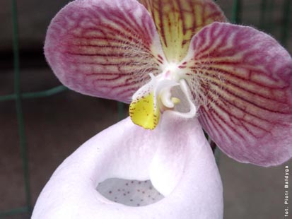 Orchidalia w Oranerii
