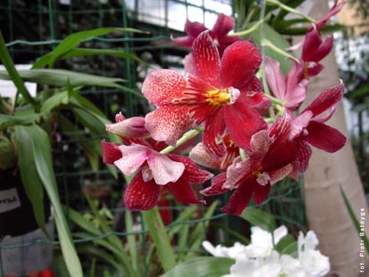 Orchidalia w Oranerii
