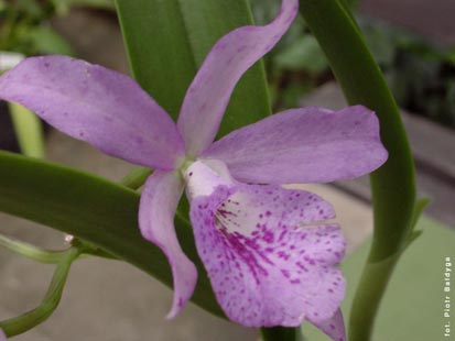 Orchidalia w Oranerii
