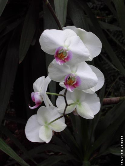 Orchidalia w Oranerii
