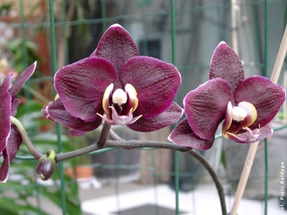 Orchidalia w Oranerii
