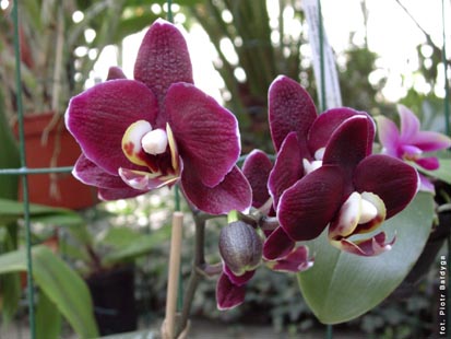 Orchidalia w Oranerii
