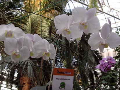 Orchidalia w Oranerii
