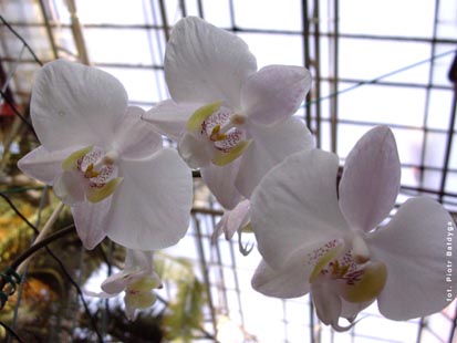 Orchidalia w Oranerii
