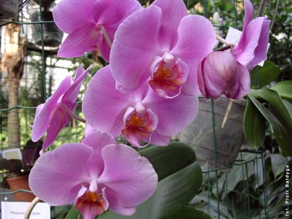 Orchidalia w Oranerii
