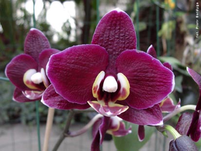 Orchidalia w Oranerii
