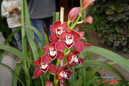 Dni Orchidei
