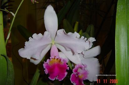 Dni Orchidei
